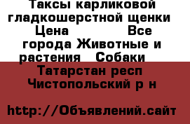 Таксы карликовой гладкошерстной щенки › Цена ­ 20 000 - Все города Животные и растения » Собаки   . Татарстан респ.,Чистопольский р-н